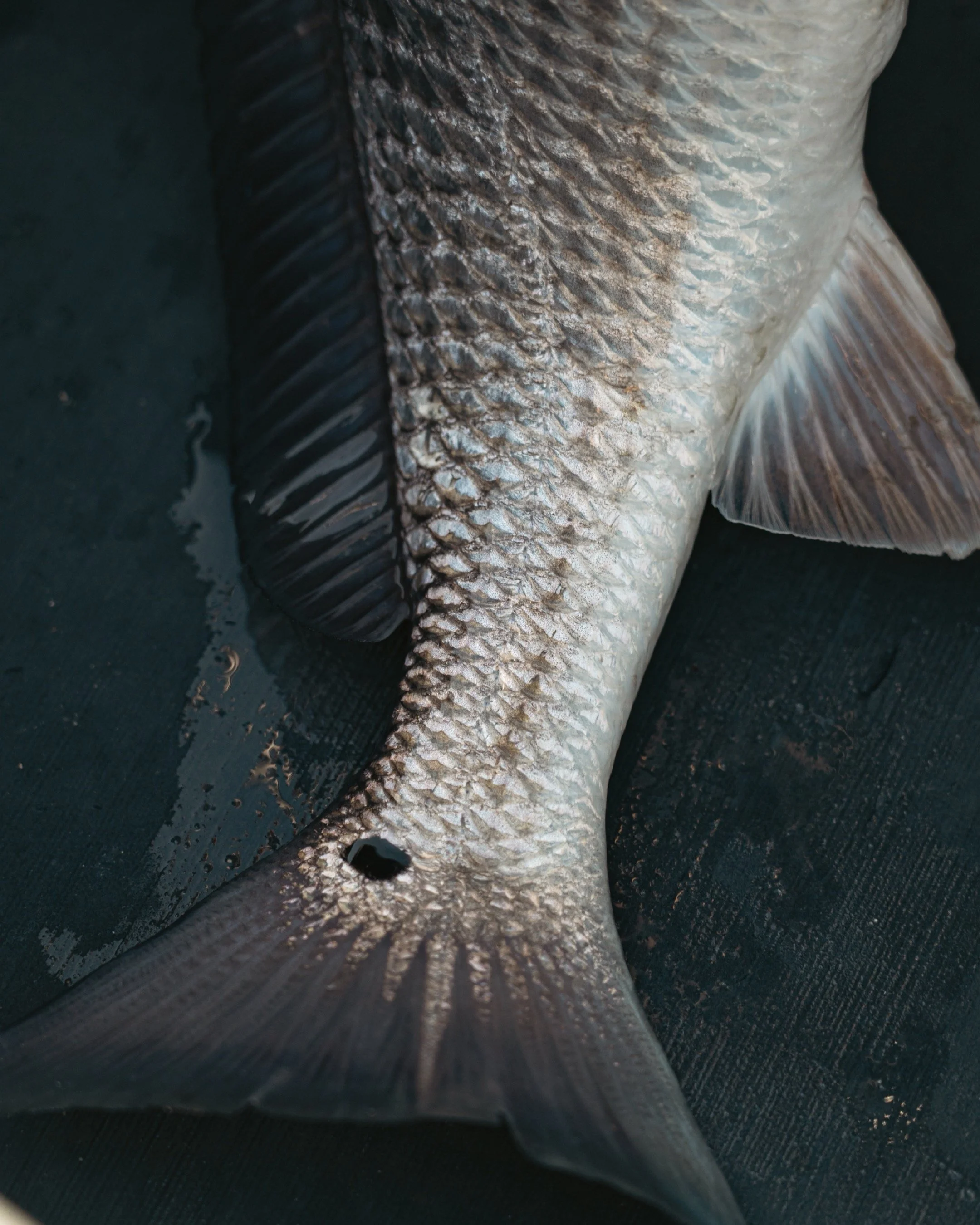 Texas marsh and coastal waters — WhippyStik photography