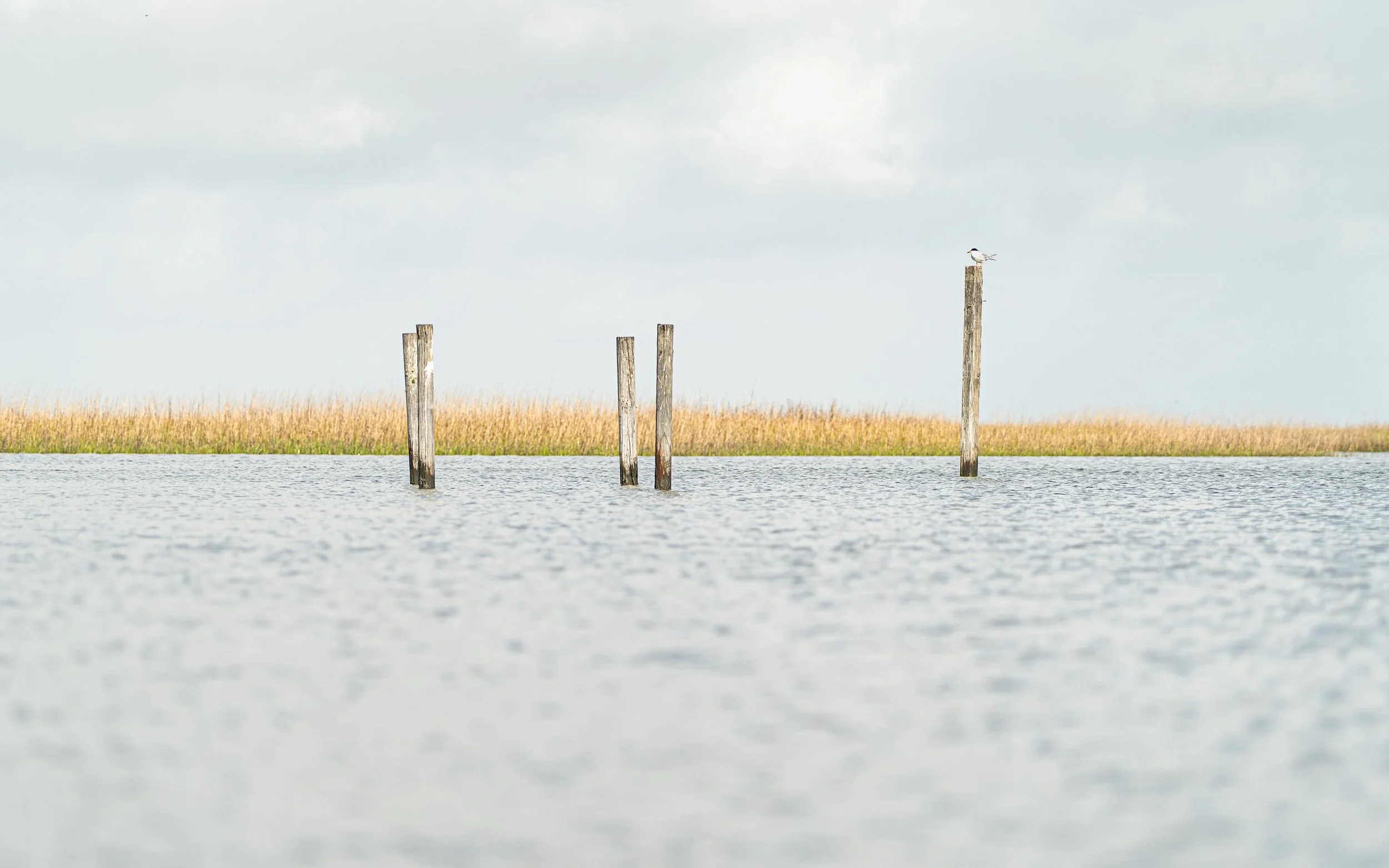Coastal fishing photography — WhippyStik